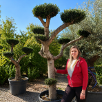 Olivovník európsky (Olea europaea) ´ARBEQUINA´ - výška 170-180 cm, obvod kmeňa, 50/52 cm, kont. C130L - PLATO (-12°C)